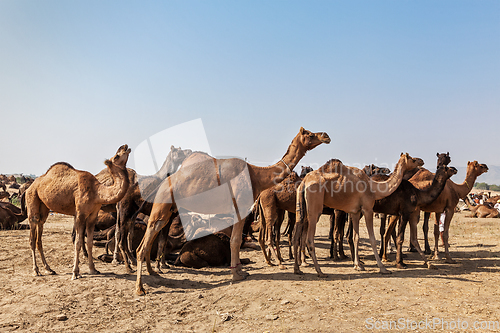 Image of Camels at Pushkar Mela (Pushkar Camel Fair), India