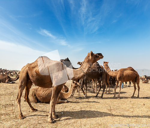 Image of Camels at Pushkar Mela (Pushkar Camel Fair), India