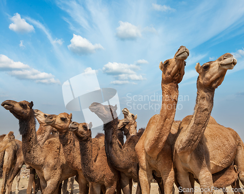 Image of Camels at Pushkar Mela (Pushkar Camel Fair), India