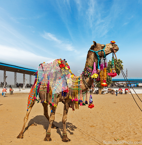 Image of Camel at Pushkar Mela (Pushkar Camel Fair), India