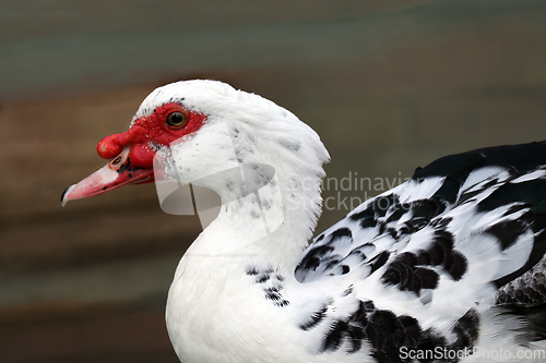 Image of Beautiful Muscovy Duck