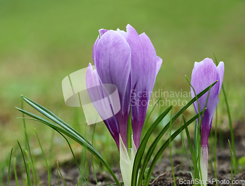 Image of Spring crocus flowers