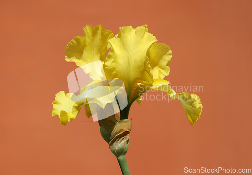 Image of Yellow iris flower