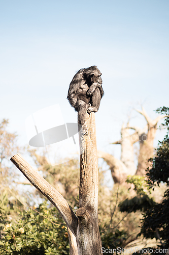 Image of Chimpanzee sitting on the top of tree trunk in thoughtful humal like pose observing other animals.