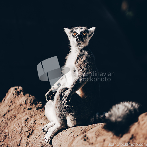 Image of Ring-tailed lemur sitting on the sun on Madagascar.