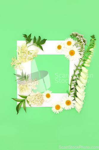 Image of Wildflower Herbal Plant Medicine Background Frame