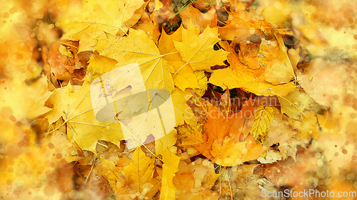 Image of Bright abstract autumn background from fallen leaves of maple