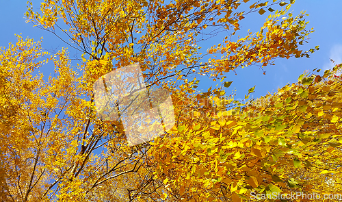 Image of Branch of autumn birch tree with bright yellow leaves against bl