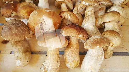 Image of Fresh forest porcini mushrooms on a store counter 