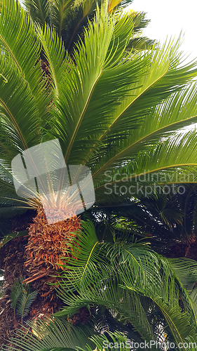 Image of Sago palm tree (Cycas revoluta) with glossy green foliage
