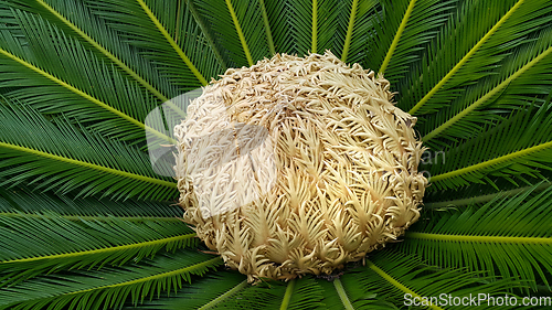 Image of Female cone and foliage of cycas revoluta cycadaceae sago palm