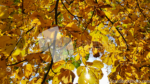 Image of Beautiful yellow autumn leaves of chestnut