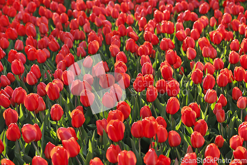 Image of Beautiful red tulips natural background
