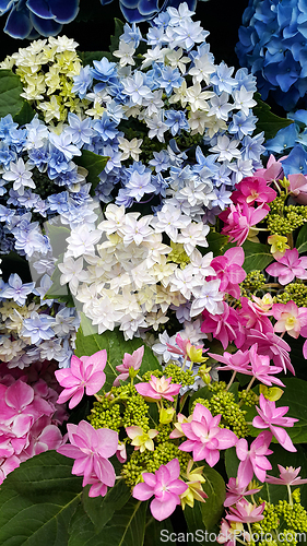 Image of Beautiful colorful bright flowers of Hydrangea