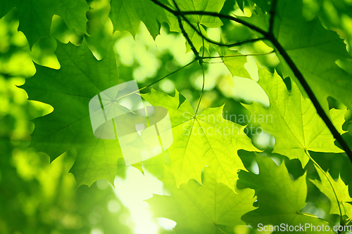 Image of Fresh green maple foliage illuminated by bright sunlight