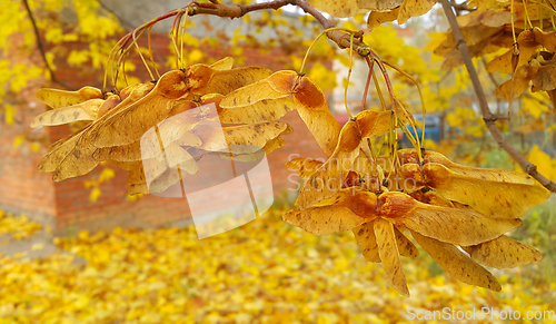 Image of Autumn maple branches with winged seeds