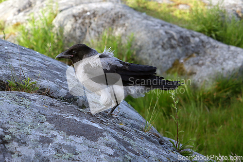 Image of Baby Hooded Crow Exploring 