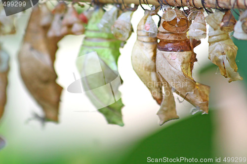 Image of Cocoons