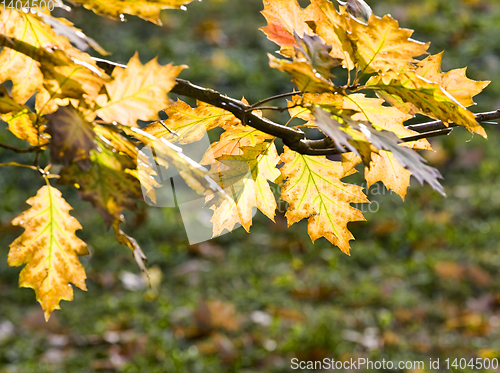 Image of beautiful Oak foliage