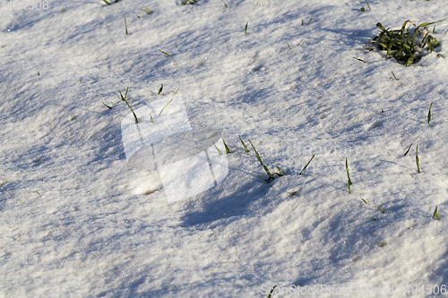 Image of Green grass under the snow