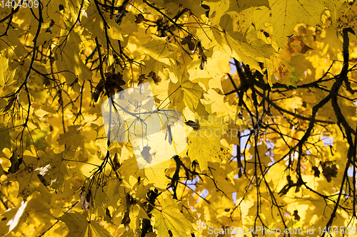 Image of bright yellow foliage