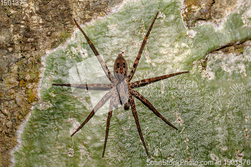 Image of huntsman spider on tree trunk Madagascar wildlife