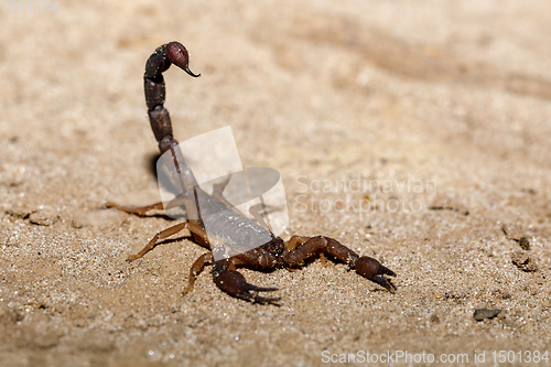 Image of Scorpions, predatory arachnids Madagascar