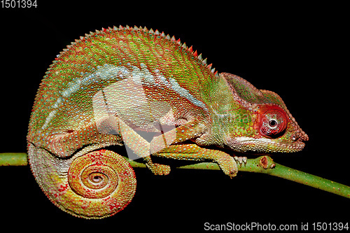 Image of panther chameleon, Furcifer pardalis, Madagascar