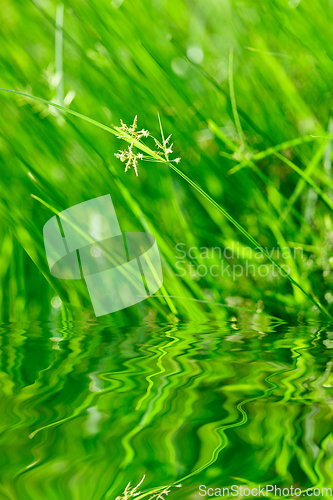 Image of Green grass with reflection