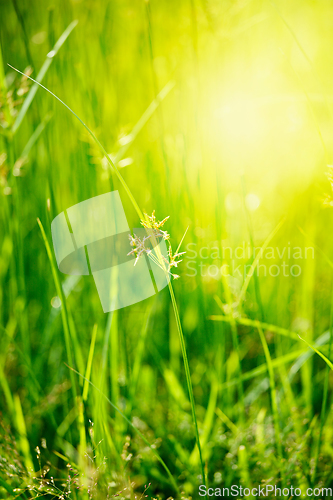 Image of Green grass - shallow depth of field
