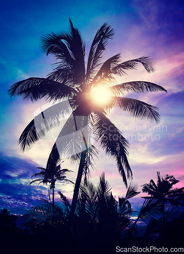 Image of Palm on sunset