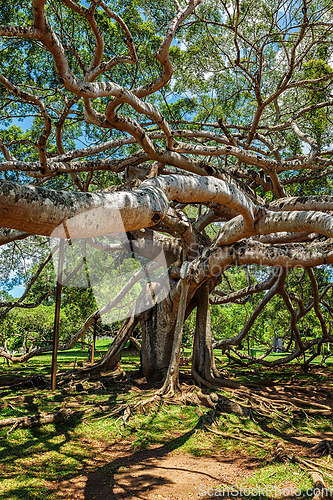 Image of Ficus Benjamina tree