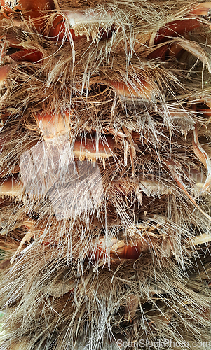 Image of Close up of the bark of a palm tree