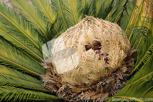 Image of Cone with fruits of female cycas revoluta cycadaceae sago palm