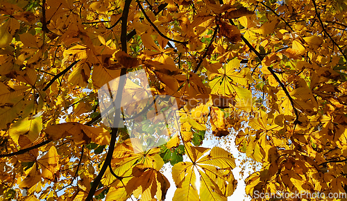 Image of Beautiful yellow autumn leaves of a chestnut