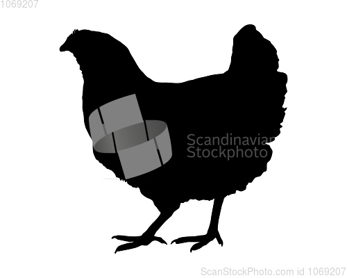 Image of Silhouette of a hen on white background