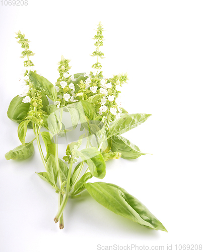 Image of Basil on white background