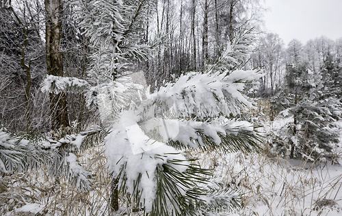 Image of pine trees in winter