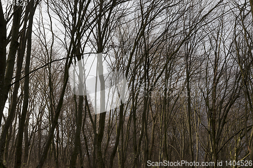 Image of Maple forest in autumn