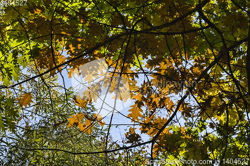 Image of oak foliage