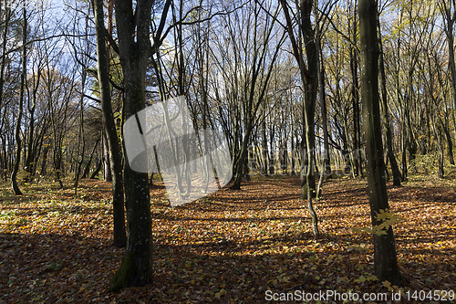 Image of Autumn season parks