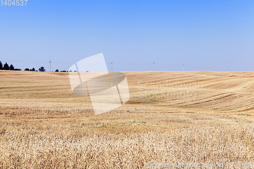 Image of wheat field after harvest