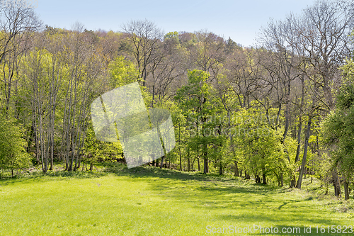 Image of sunny woodside scenery