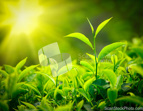 Image of Tea bud and leaves