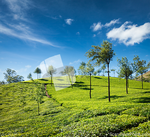 Image of Tea plantations