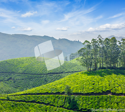 Image of Tea plantations