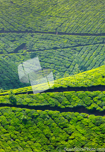 Image of Tea plantations