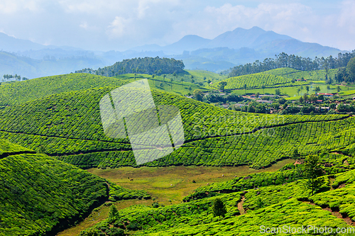 Image of Tea plantations