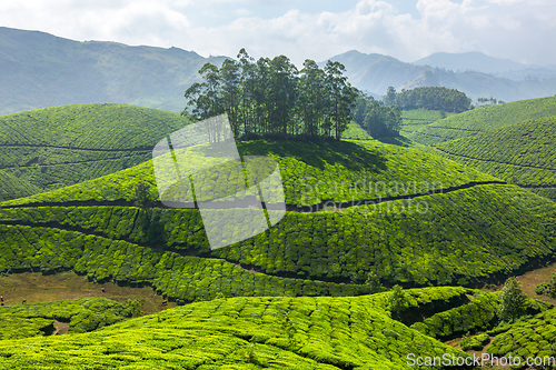 Image of Tea plantations