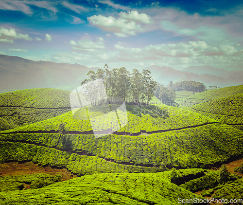 Image of Tea plantations